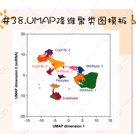 UMAP 聚类图模板预览